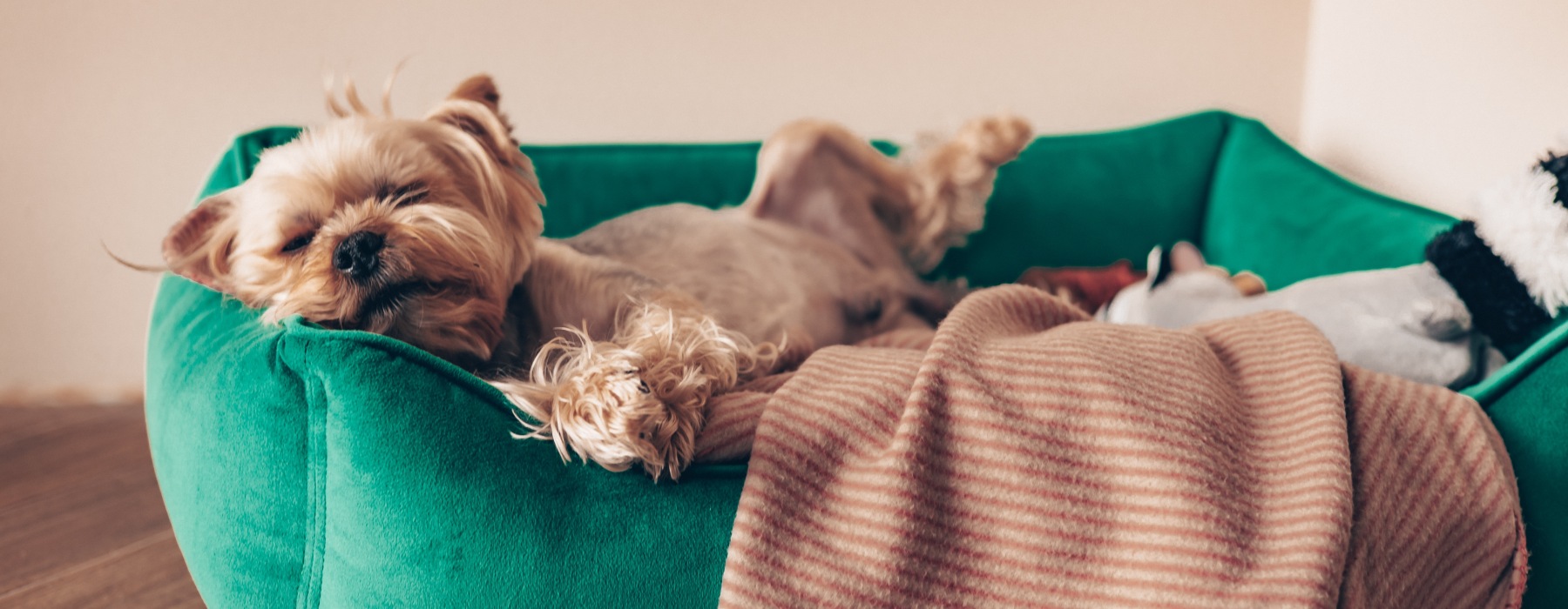 Pet-Friendly Loft Apartments
